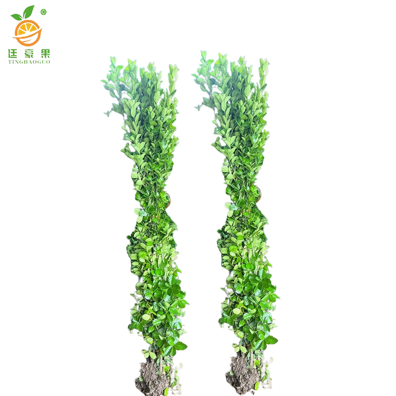 廷豪果 北海道黄杨苗 高1.6-1.7m10棵/捆高清大图