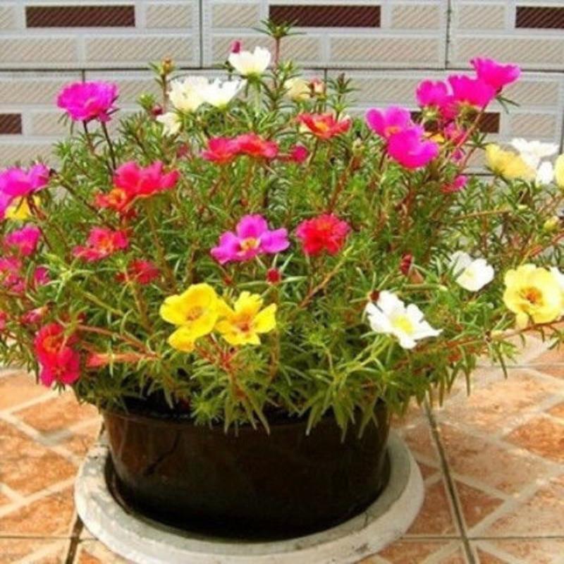 太阳花成品苗带根带土重瓣单瓣死不了植物花卉盆栽绿植单瓣混合品种10颗太阳花苗报价 参数 图片 视频 怎么样 问答 苏宁易购