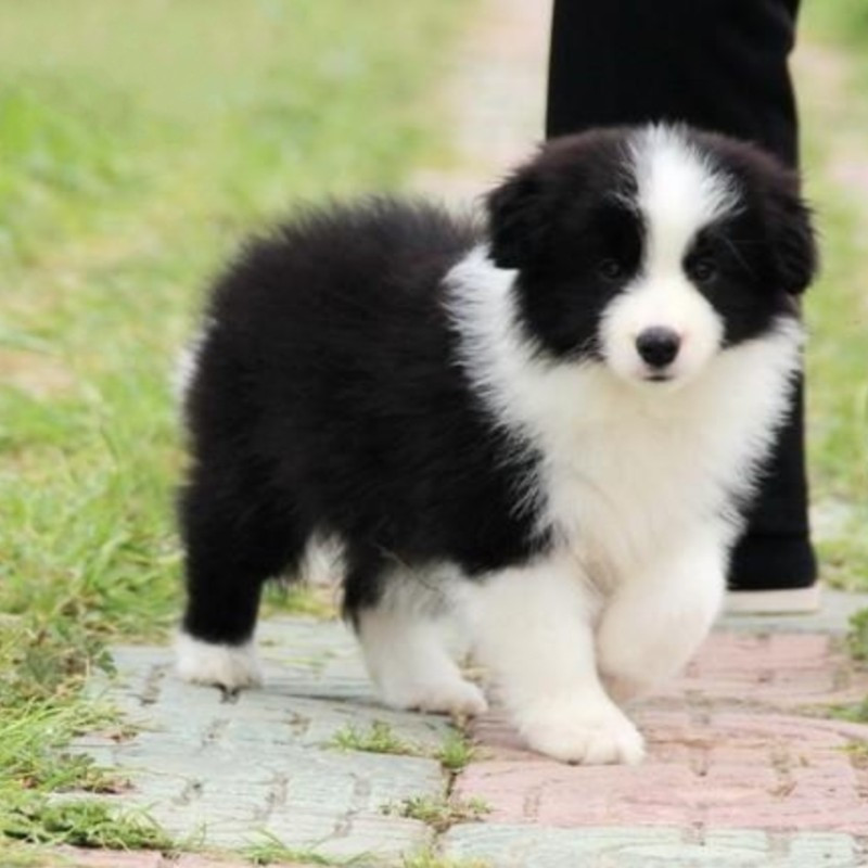 边境牧羊犬幼犬狗狗活体纯种血统级黑白色边牧宠物狗高智商大骨架白围脖三通边境牧羊犬可视频挑选报价 参数 图片 视频 怎么样 问答 苏宁易购