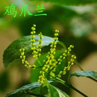 室内花卉办公室种植 鸡爪兰 珍珠兰 金粟兰 珠兰花苗盆栽