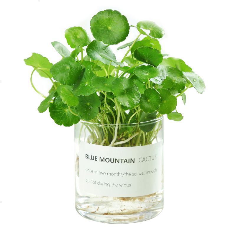 赢夫人mrswin园艺用品