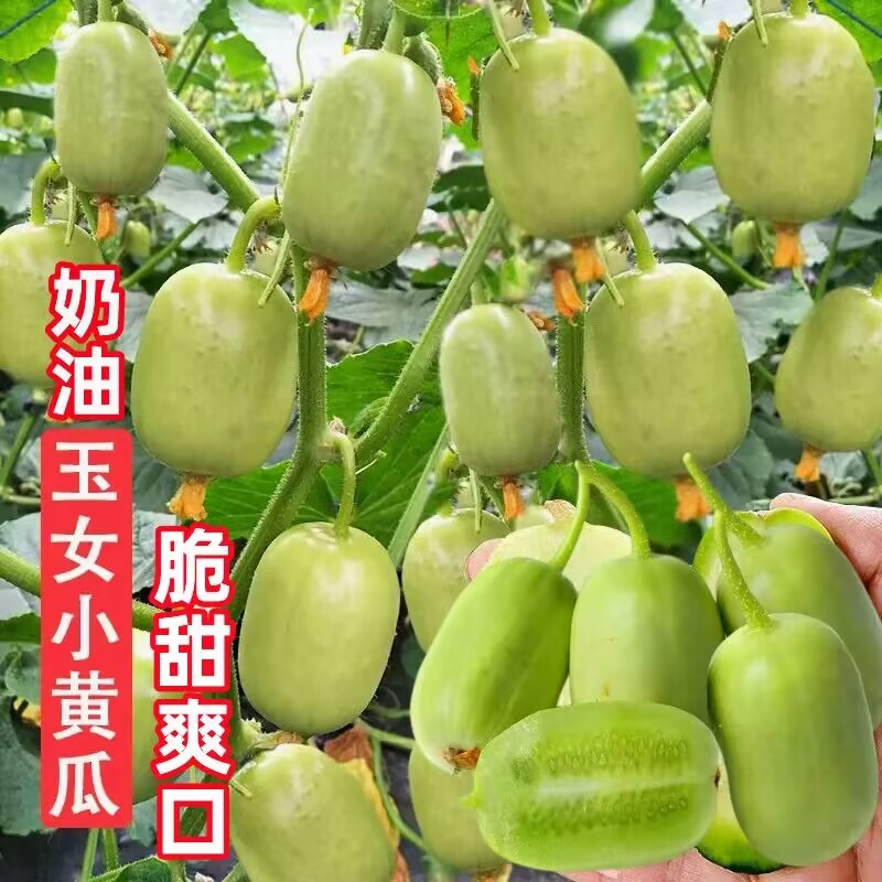 奶油小黄瓜种子金童玉女水果迷你黄瓜种籽苗蔬菜种子大全阳台盆栽高清大图