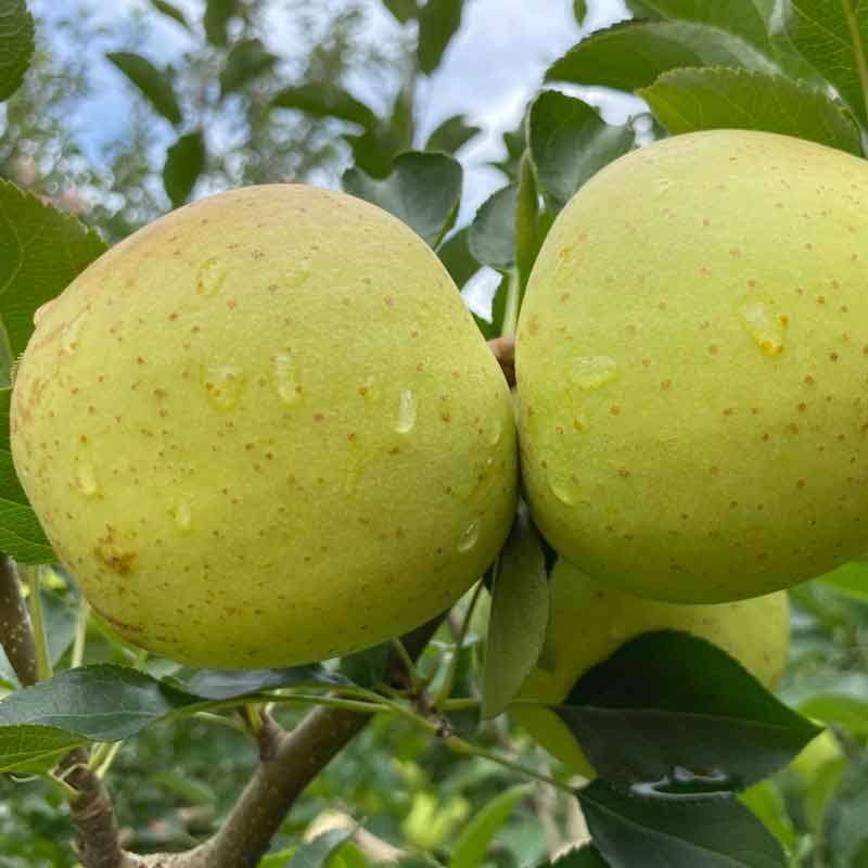[西沛生鲜]新鲜云南青苹果 净重5斤 大果 新鲜水果 酸甜可口 孕妇宝宝辅食