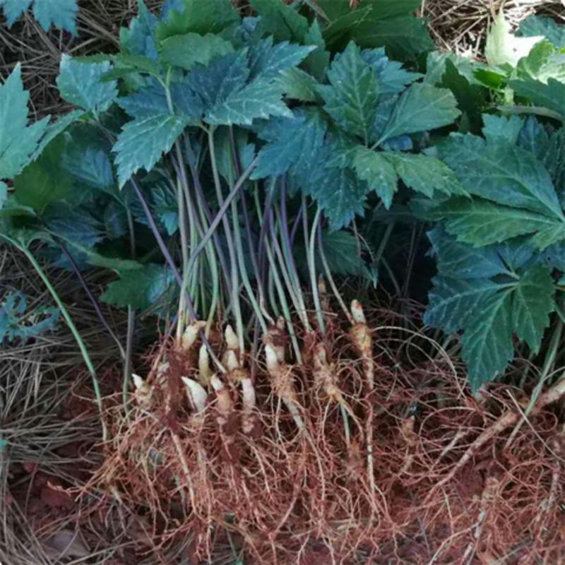 七农直销三七苗云南文山三七苗一年生田七种苗盆栽一年三七苗5棵