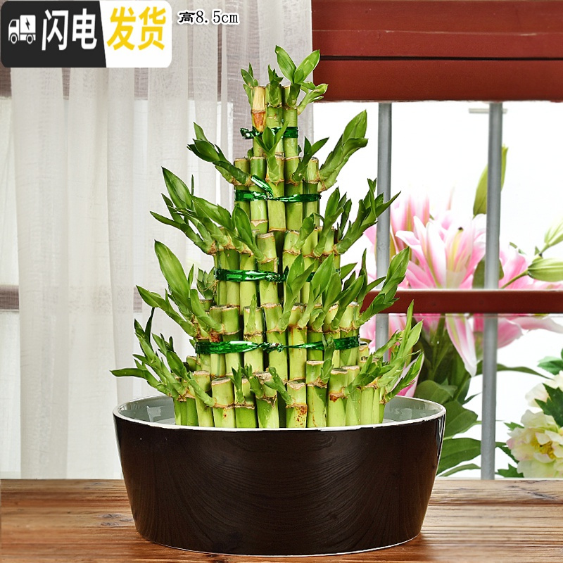 三维工匠陶瓷大号家用室内无孔铜钱一叶莲碗莲盆多肉大口径水培 沫雨花盆2件套(无孔水培) 中等花盆容器