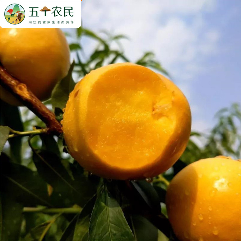 山东蒙阴黄金蜜桃新鲜3斤装黄皮黄肉油桃新鲜水果现摘现发超甜应季黄桃生鲜自营