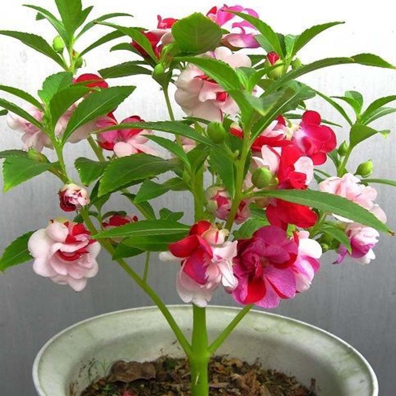 津沽园艺 亲子种植凤仙花套装含盆土种子 春季播种凤仙花种子套装 1套