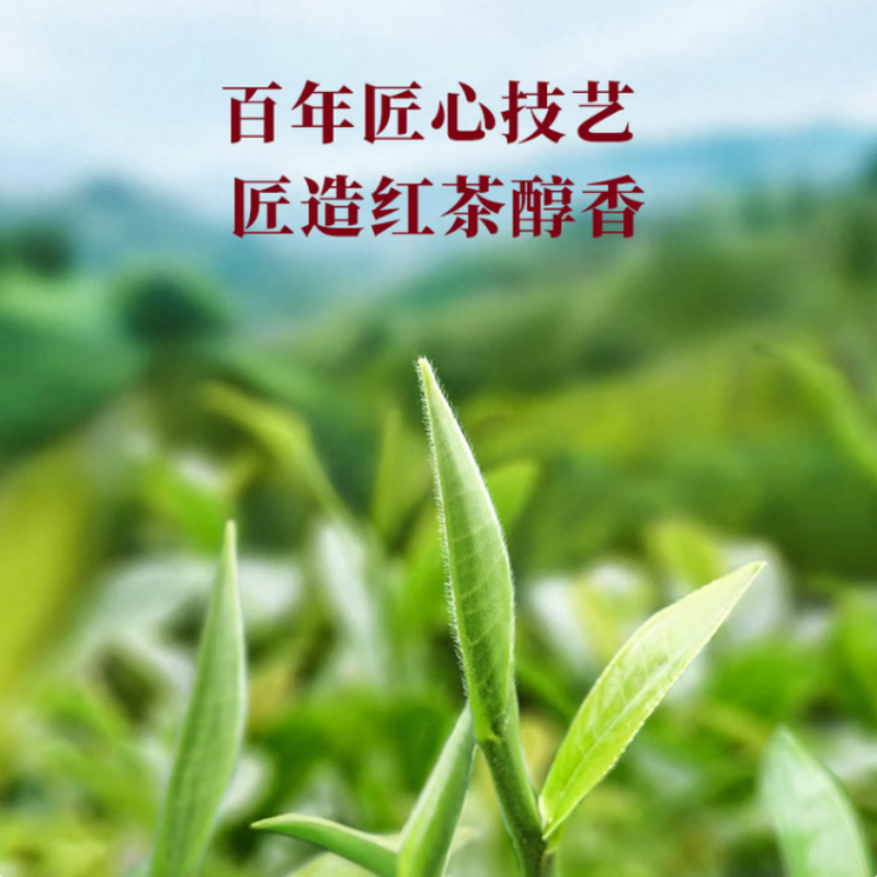 八马茶业鸿运当头三大红茶组合 金骏眉正山小种180g高清大图