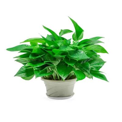 绿萝盆栽室内办公室净化空气吸甲醛花卉水培批发大叶长藤绿萝盆景 180原盆1盆+托盘