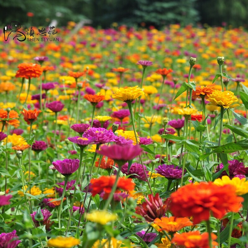 子暄园艺用品子暄百日草种子花种子四季种易活路边庭院户外草籽景观花海花卉种子 价格图片品牌报价 苏宁易购凡博园艺专营店