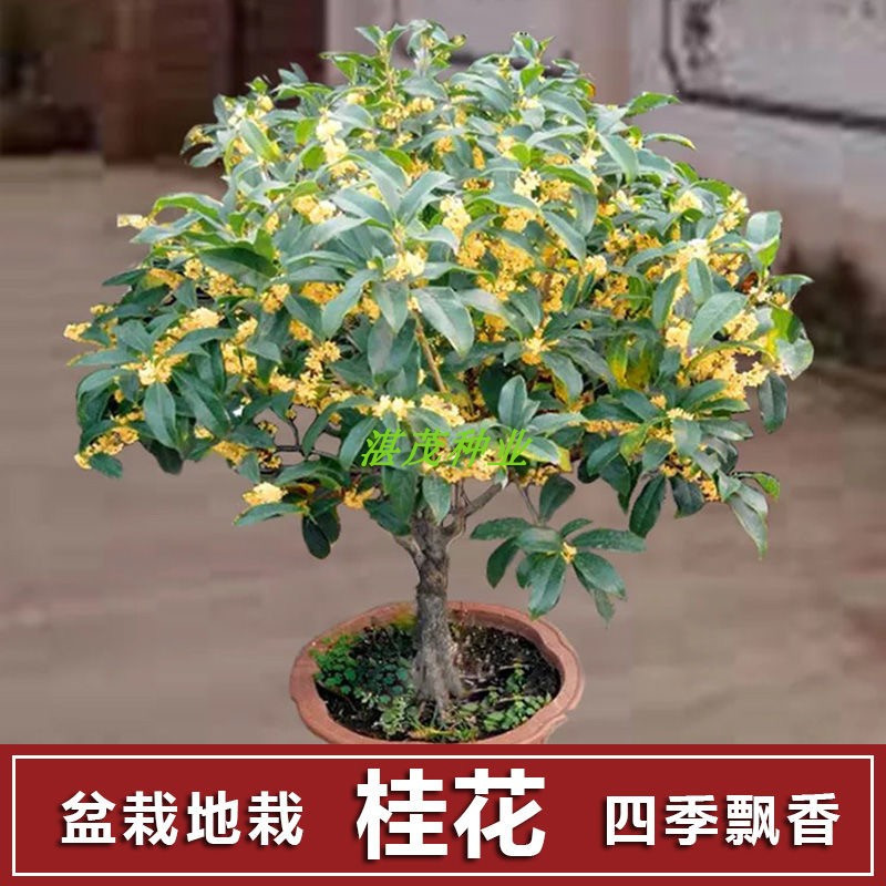 桂花种子金桂沉香八月桂花树种子桂花种籽四季盆栽阳台花卉种籽报价 参数 图片 视频 怎么样 问答 苏宁易购