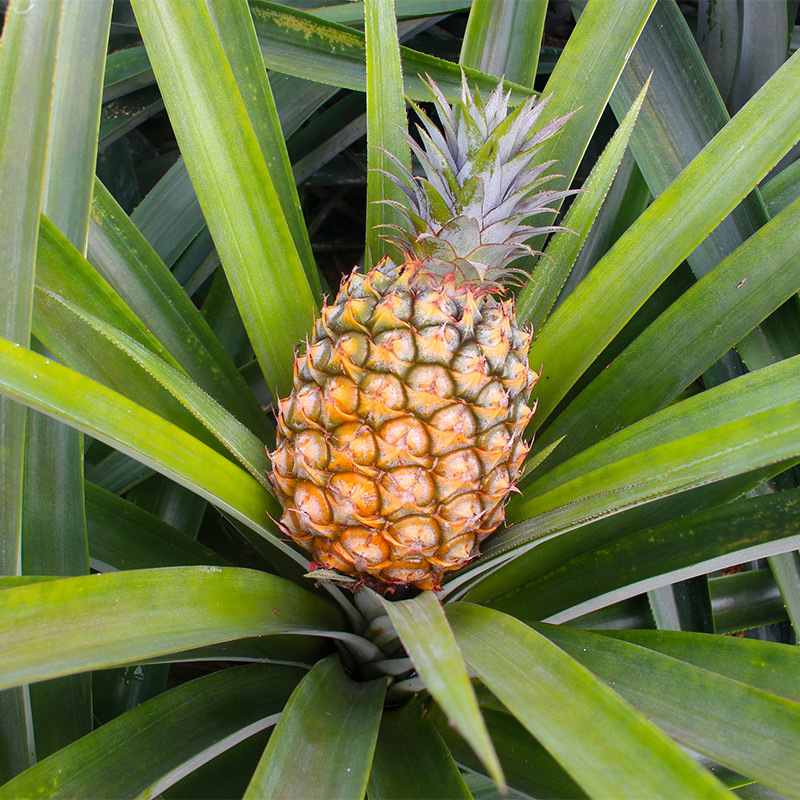 礼盒装五个农民海南凤梨5斤大果树上熟彩箱应季新鲜手撕凤梨水果菠萝