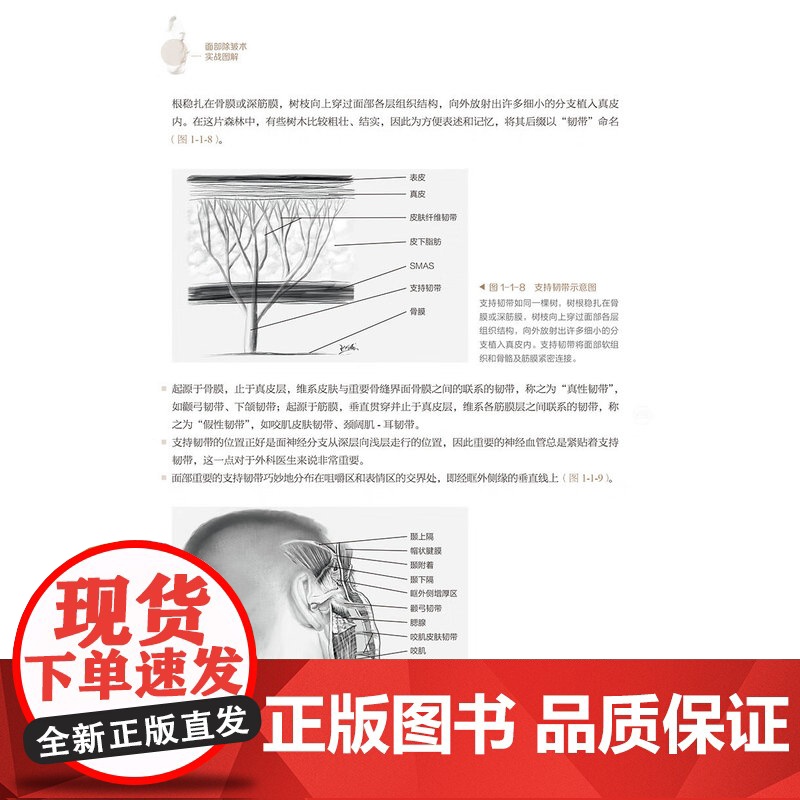 面部除皱术实战图解 张陈威 王志军主编 内容以面部除皱术手术为核心 紧密围绕面部除皱术手术阐述相关知识 另附样稿电子文档高清大图