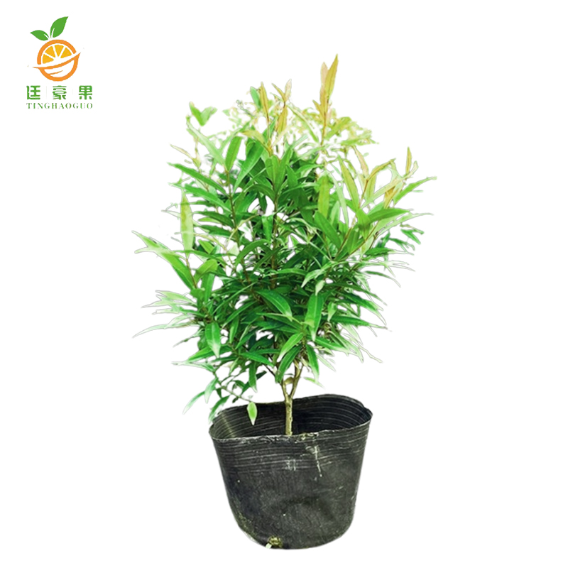 廷豪果 红鳞蒲桃 1.2m /根高清大图