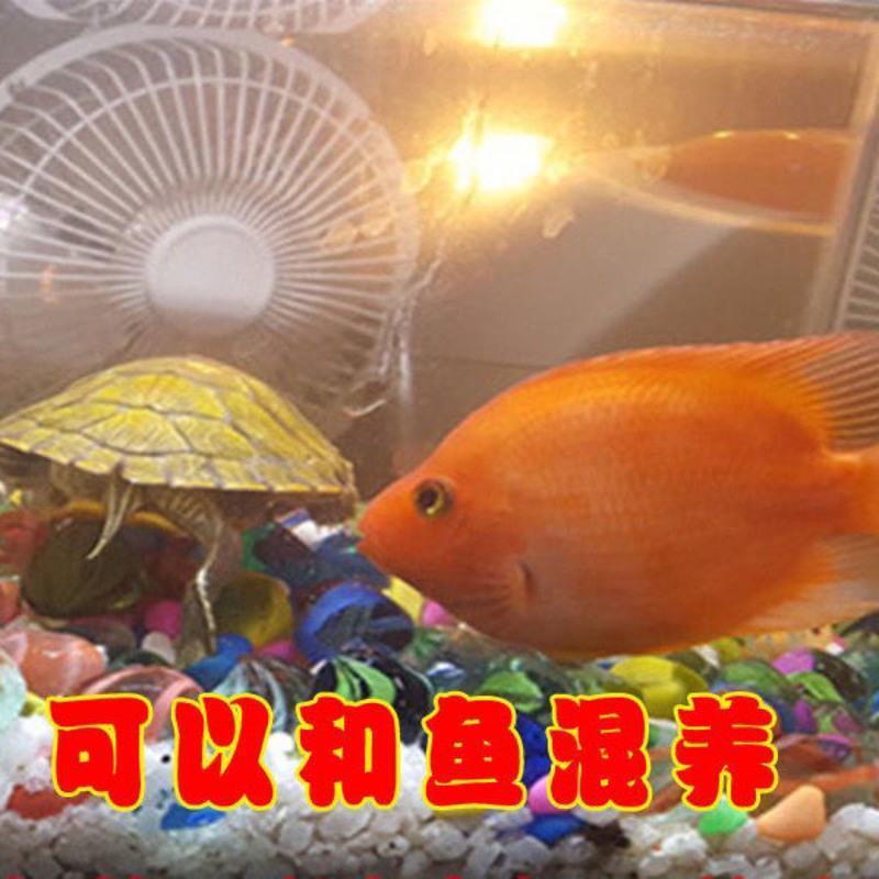 2-3cm刚出生 两个情侣+免费试吃龟粮 巴西小乌龟活体外塘巴西龟宠物水龟金线龟活物龟金龟龟苗