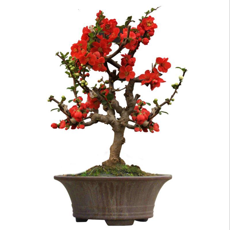 古达园艺用品重瓣盆栽日本海棠树苗长寿冠古达海棠花苗盆景老桩四季花卉植物8年大苗形好开花多 买2送1 不含盆 价格图片品牌报价 苏宁易购老蜂匠园艺用品专营店