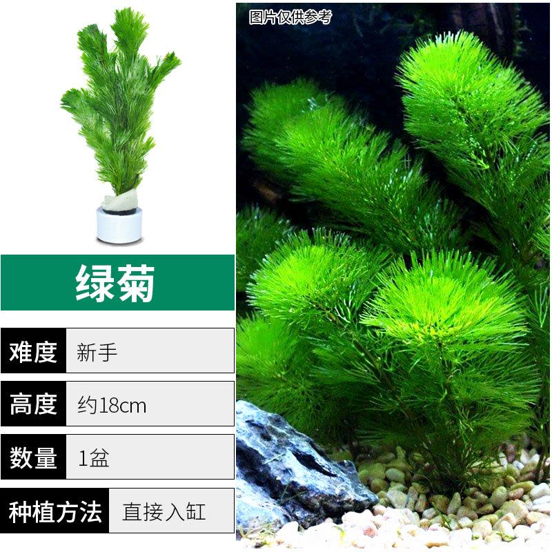 绿菊水草植物鱼缸造景真草水草缸净化造氧懒人套餐阴性蜈蚣草定植图片