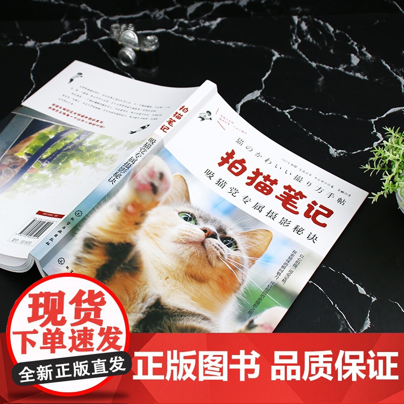 拍猫笔记 猫咪摄影师吸猫党专属摄影秘诀 猫咪爱好者拍摄指南捕捉猫咪魅力秘诀基础 相机设置 光线运用 构图技巧 宠物摄影参高清大图