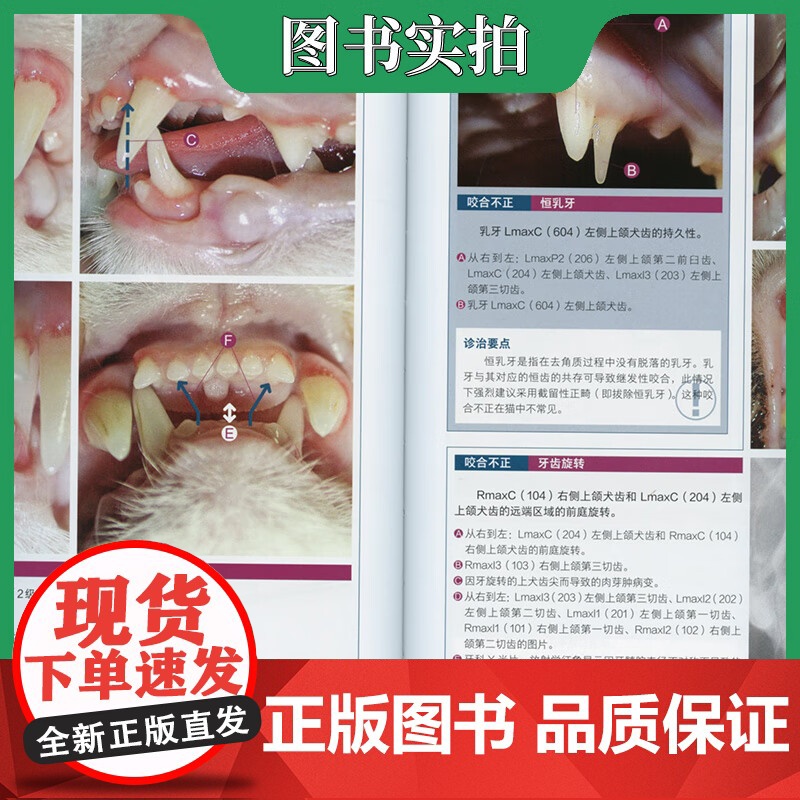 套装 2本 猫口腔和牙科病理图谱 兽医牙科基础 9787122381576 9787570603534高清大图