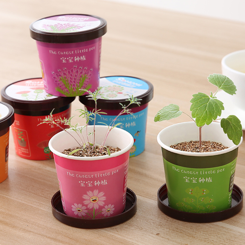 宝宝种植学生微景观迷你盆栽小盆景摆件 办公室桌面植物种子