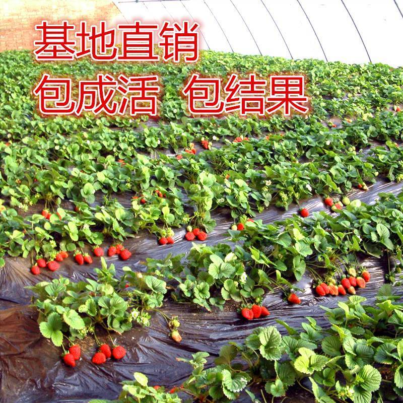 四季莓苗庭院阳台室内室外地栽盆栽结果奶油莓南方北方果树苗