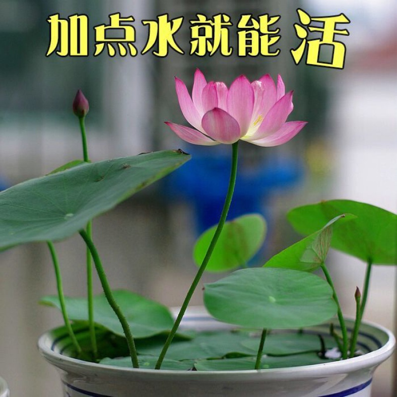 [亏本冲量]碗莲种子水培植物室内绿植盆栽七彩睡莲荷花种子花卉