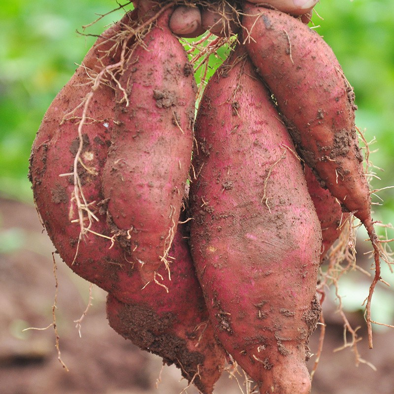 十款百吃不厌山芋精选优品榜推荐-苏宁头条