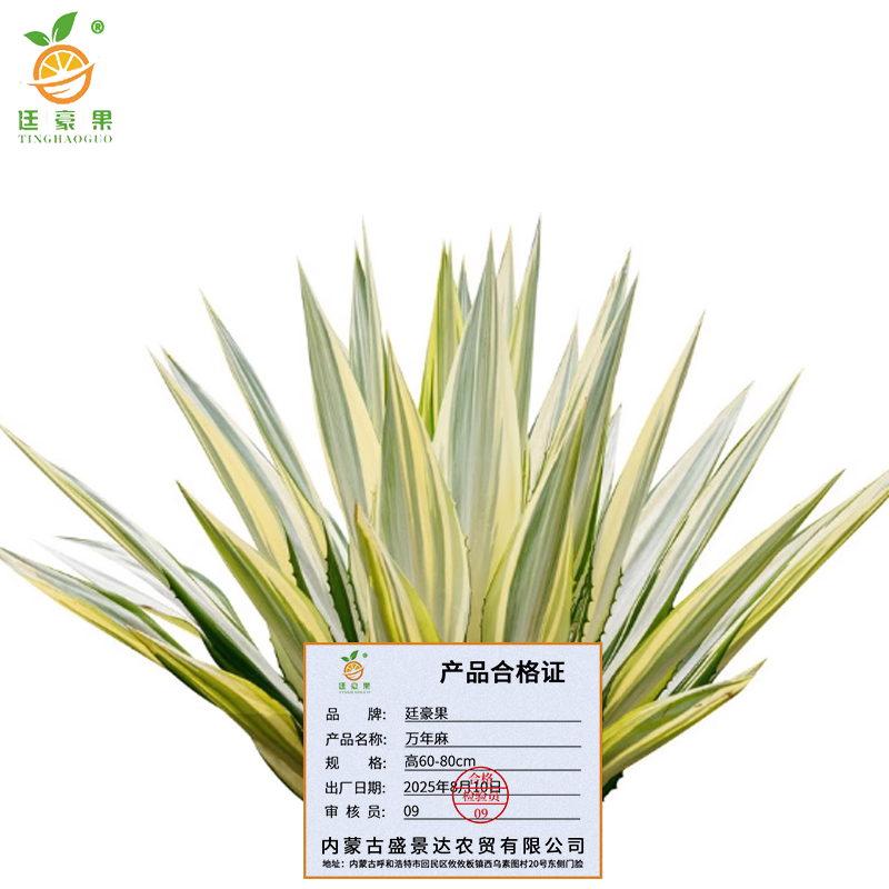 廷豪果 万年麻 高60-80cm /棵高清大图