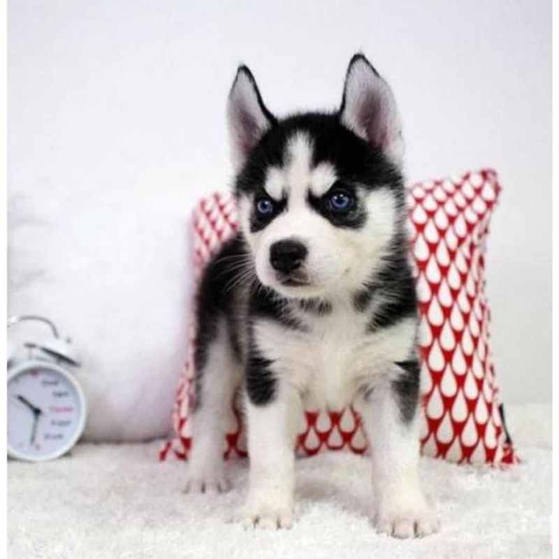 纯种哈士奇 哈士奇幼犬活体 宠物犬二哈宠物狗 双血统哈士奇蓝眼三把火好 红色 黑色 灰色哈士奇