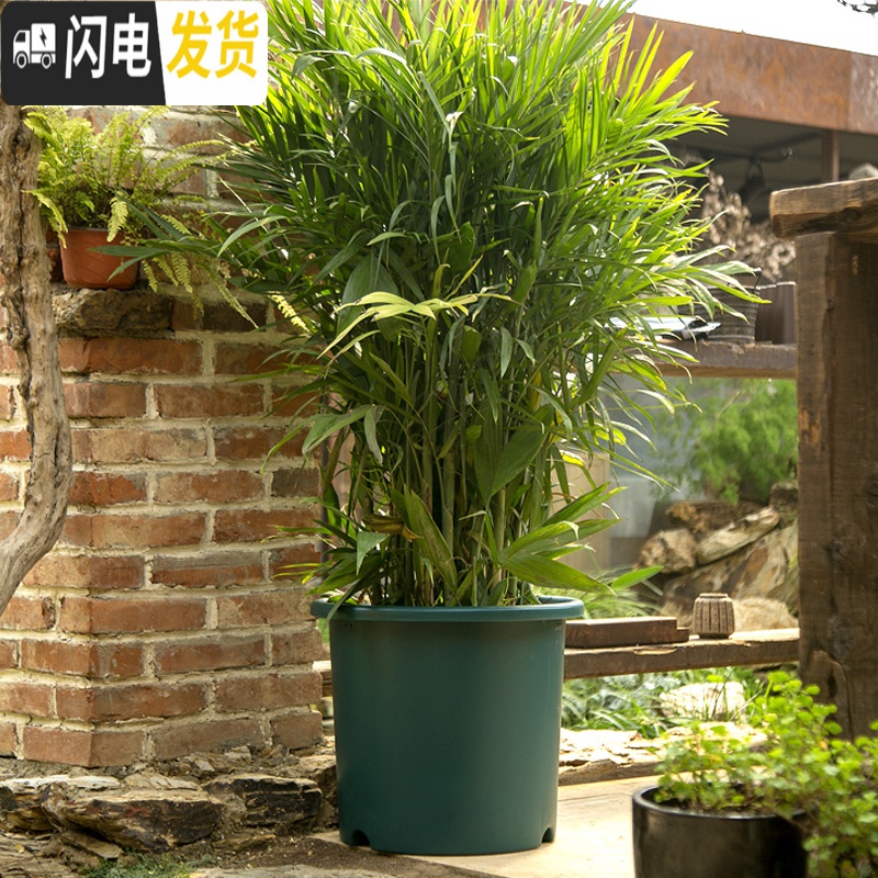 三维工匠彩色Deepot深型月季铁线莲花盆树脂花盆塑料加仑花盆 5号浅绿直径约17厘米[5号两个起发] 中等花盆容器高清大图