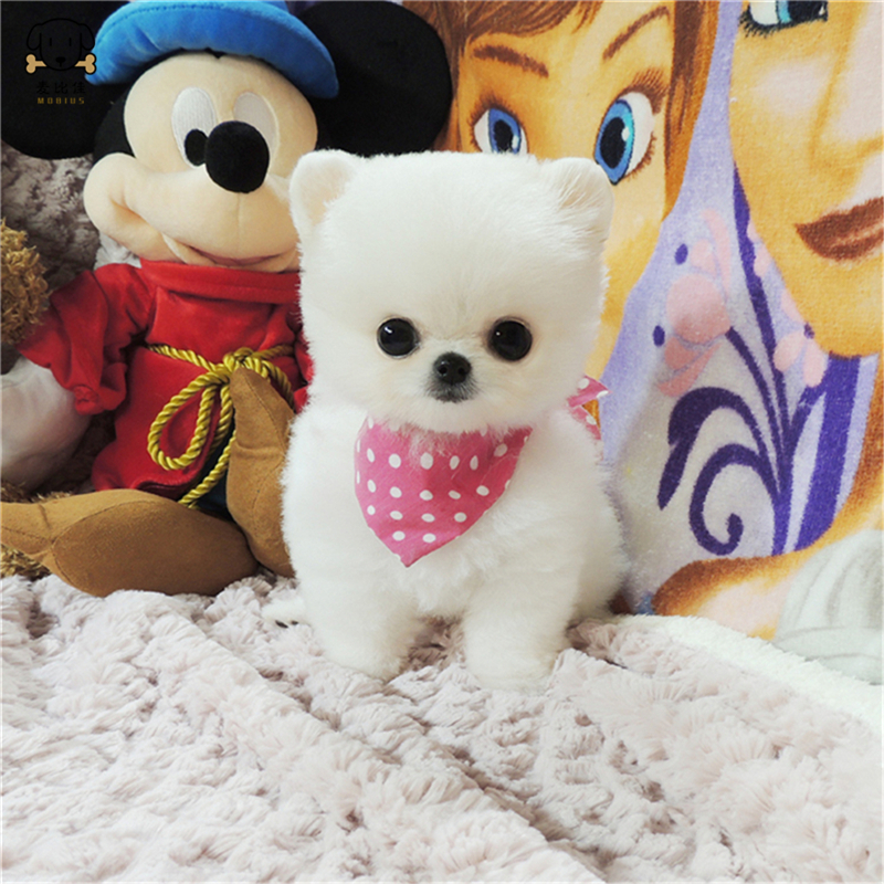 麦比佳 狗狗活体 纯种博美犬幼犬 活体宠物狗狗哈多利系球体博美狗 玩具型博美犬茶杯犬 长不大博美日系俊介犬高清大图