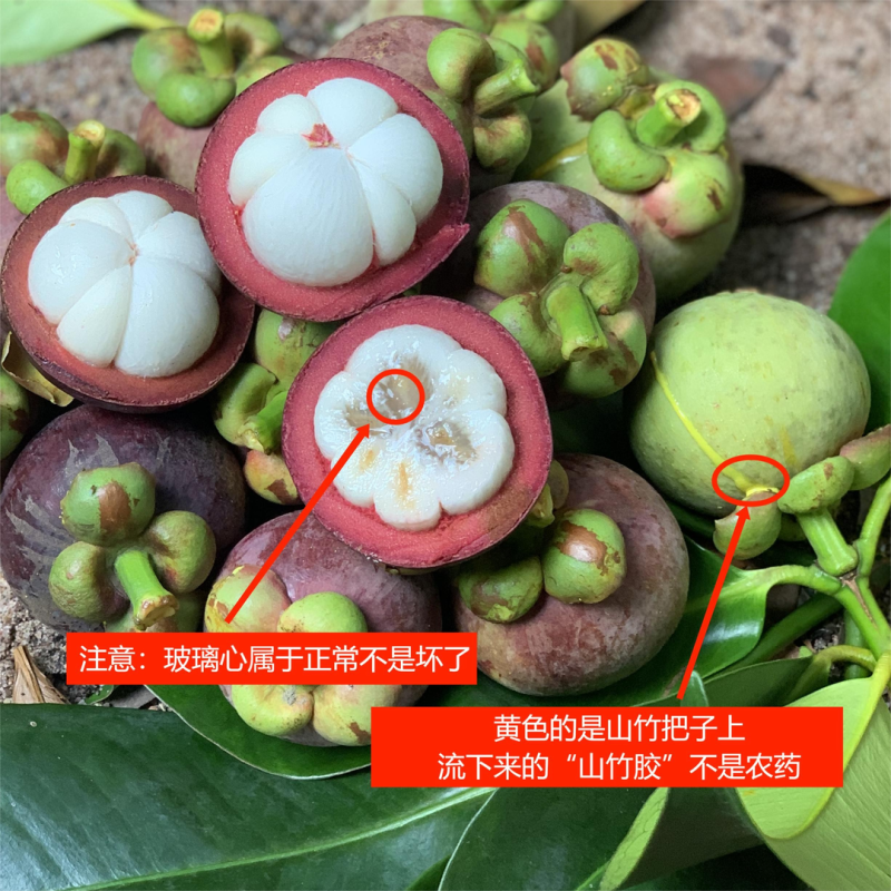 泰国山竹 3斤/5斤 5A高品质果 新鲜大果 破损赔付
