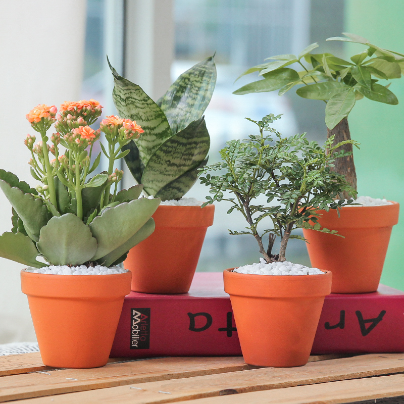 发财树虎皮兰长寿花盆栽花卉植物室内花陶土花盆多肉绿植盆景好养长寿花 黄色系 陶盆 001 001 08 Y 带盆栽好报价 参数 图片 视频 怎么样 问答 苏宁易购