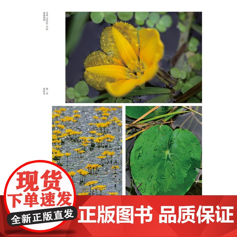 寻觅《诗经》中的湿地植物 崔丽娟 等 著 生命科学/生物学专业科技 正版图书籍 化学工业出版社高清大图