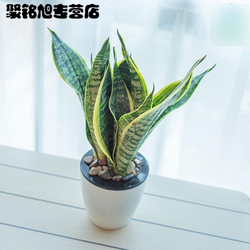 (带盆栽好)金边虎皮兰绿植盆栽植物阳台办公桌窗台茶几书房盆栽绿植客厅花卉盆栽自动吸水虎皮兰花卉绿植盆栽