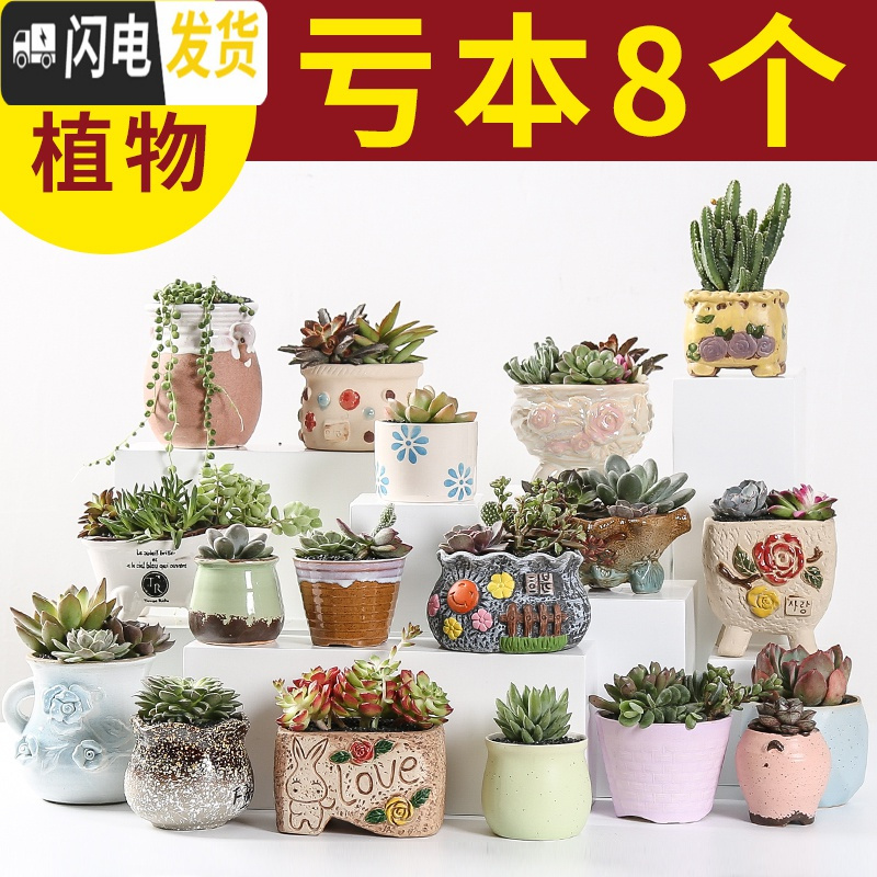 三维工匠多肉花盆陶瓷家用粗陶创意个性肉肉植物盆器大号口径 拼盘款式5(2个) 小花盆容器