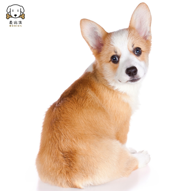 麦比佳柯基犬活体 柯基犬幼犬狗狗活体纯种血统双色三色小体柯基狗 威尔士短腿迷你后臀可爱狗狗视频挑选高清大图
