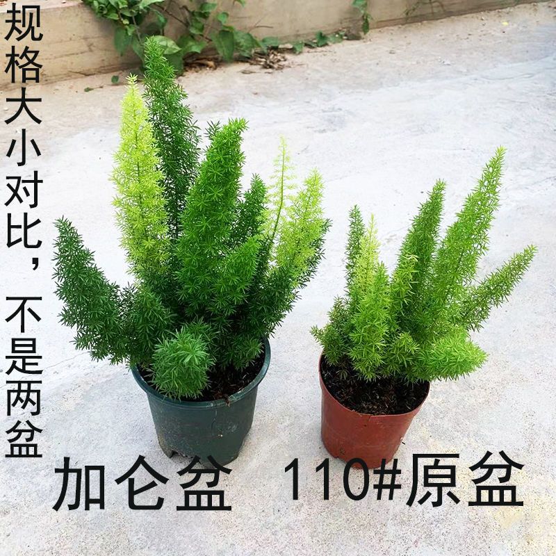 狐尾天门冬四季常青盆栽植物阳台室内绿植花卉净化空气好养易活 9月15日发完 狐尾天门冬110 盆报价 参数 图片 视频 怎么样 问答 苏宁易购