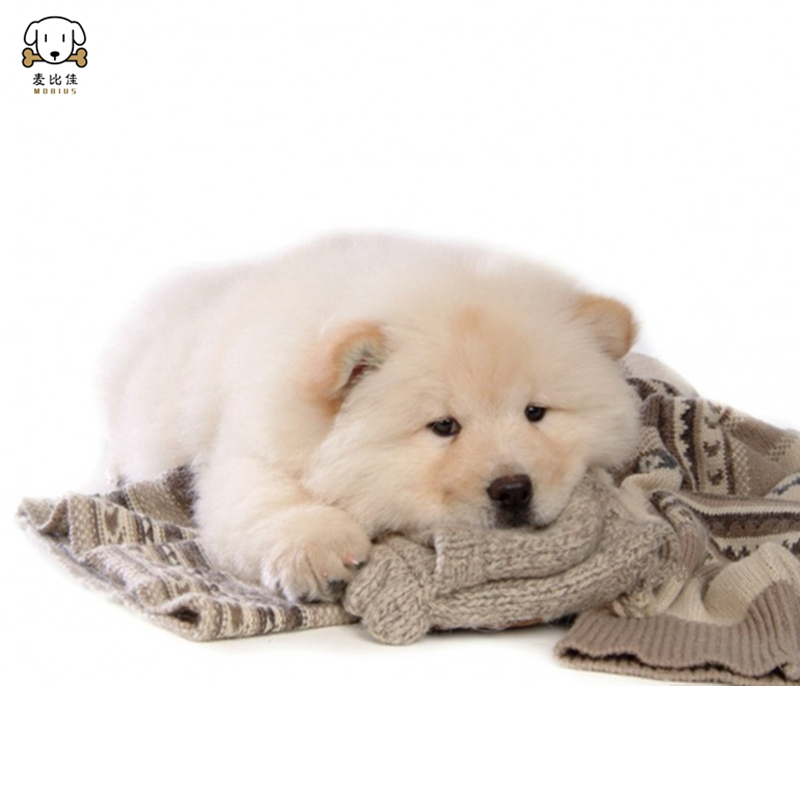 麦比佳 松狮犬幼犬松狮狗狗活体 纯种双血统大骨架大肉嘴松狮狗赛级面包嘴中大型家庭犬米白色黄色黑色 视频挑选高清大图
