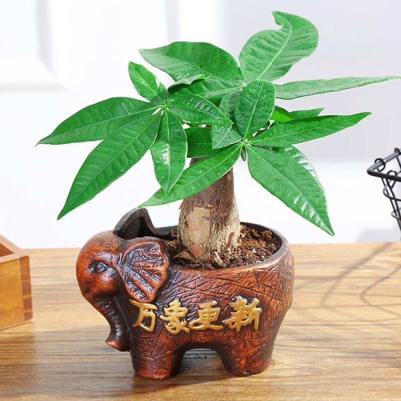 家居饰品财树小盆栽办公室内绿植桌面招财土培植物盆景邮