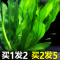 鱼缸造景莫斯沉木水榕无土植物懒人增氧真水草趴地矮珍珠陀草