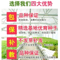 逍遥四季小香葱种子四季播农家菜种子阳台盆栽葱籽易种蔬菜籽小葱种子