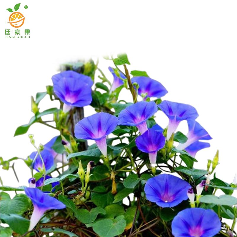 廷豪果 牵牛花 20cm /株高清大图