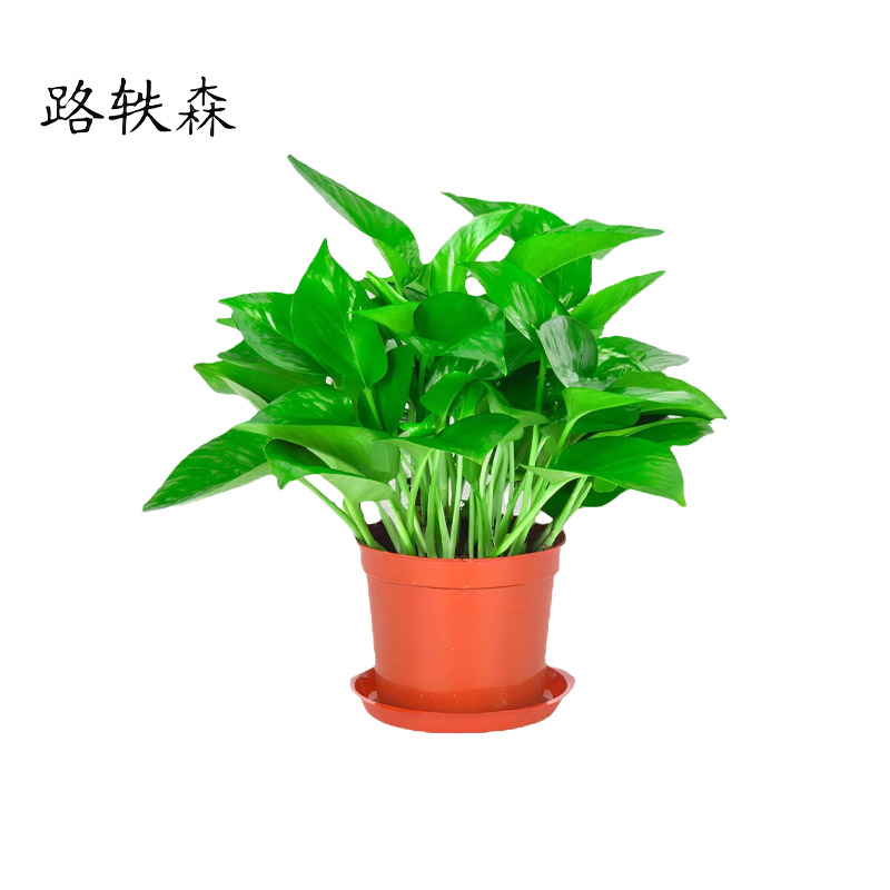 路轶森 绿萝盆栽180# 盆高清大图