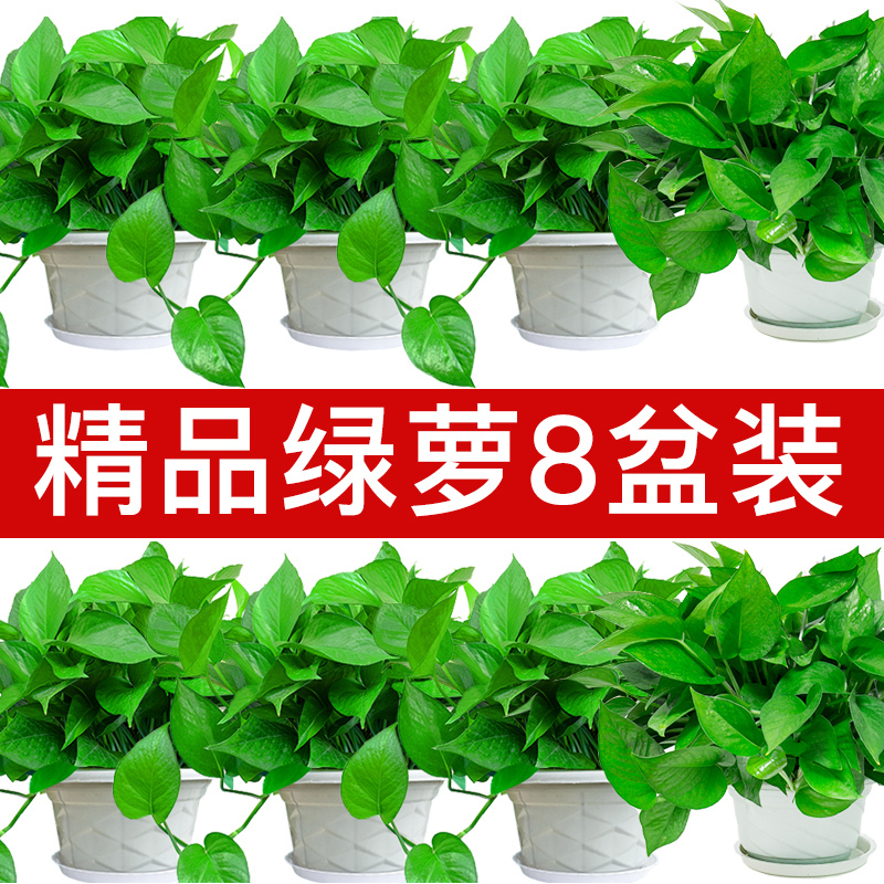 长藤绿萝水培吊兰室内弹痕花卉大绿箩桌面小盆栽绿植物绿罗花报价 参数 图片 视频 怎么样 问答 苏宁易购