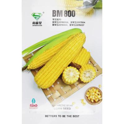 BM800水果玉米种子 50粒/袋 高糖皮薄清香玉米 早熟超甜水果玉米种籽甜种子苗粘四季高产孑特大秧苗抗病大田甜糯