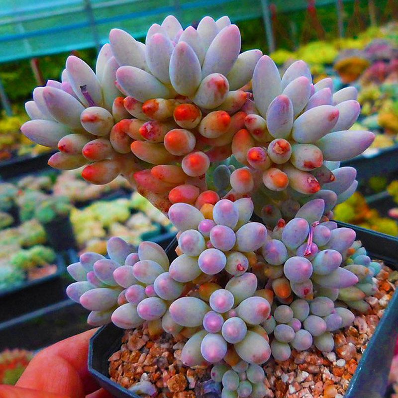 多肉植物荷花稀有花卉绿植桃蛋法师红宝石吸财树桌面盆栽好养植物