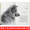 黑熊舞蹈家 [正版]沈石溪动物小说品藏书系列 全集36册 狼王梦斑羚飞渡第七条猎狗后一头战象雪豹悲歌混血豺王珍藏版十大经