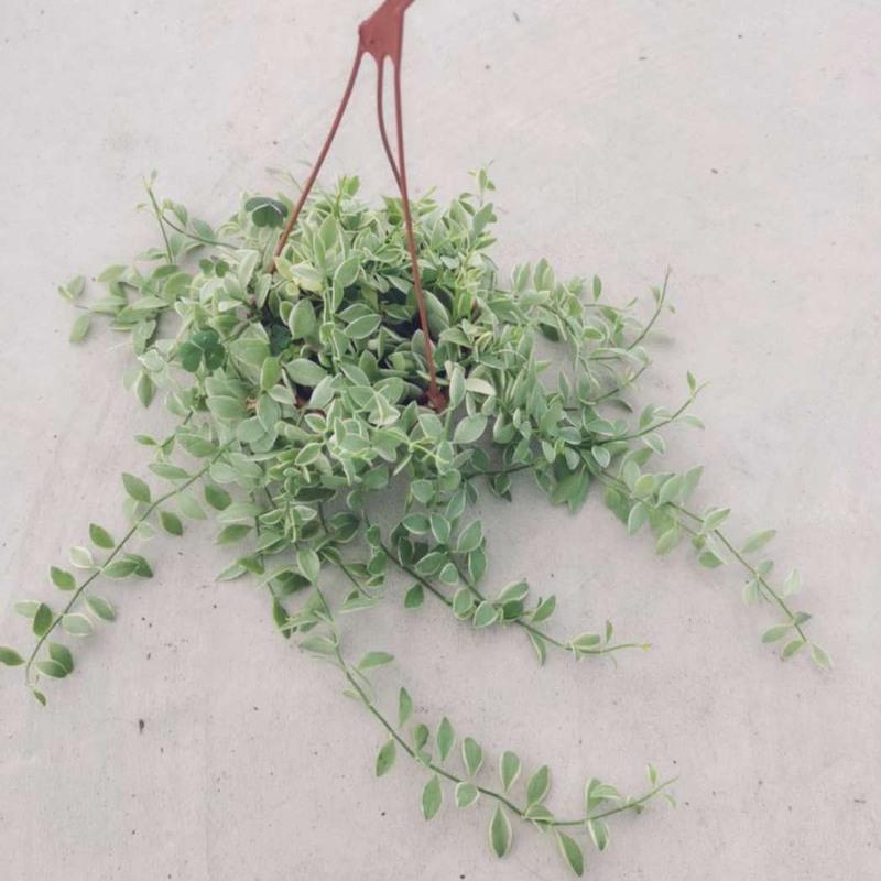 #新品金边翡翠小吊兰长藤垂吊绿植适合种植阳台挂室内装饰易养活 天冷保温发货金边翡翠