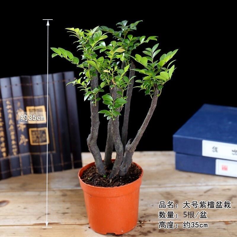子暄小叶紫檀盆景盆栽植物室内绿植四季常青办公室桌面盆栽大号紫檀5根一盆30 35厘米高左带盆栽好报价 参数 图片 视频 怎么样 问答 苏宁易购